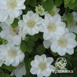 Клематис Джернси Крим крупноцветковый (2)