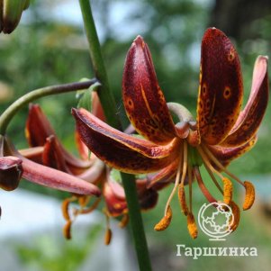 

Лилия Арабиан Найт кудреватая