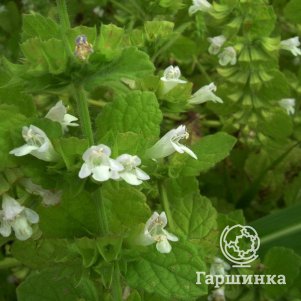 

Мелисса лекарственная