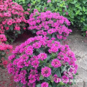 

Монарда Би Фри