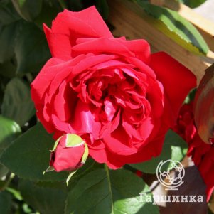 

Роза Негреско плетистая, Топалович