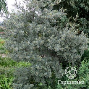 

Облепиха крушиновидная Полмикс (муж)