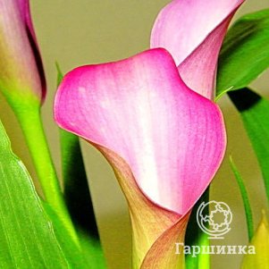 

Калла Парфайт