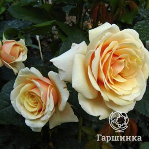 

Роза Поль Рикар чайно-гибридная, Топалович