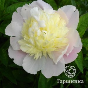 

Пион Прима Вера