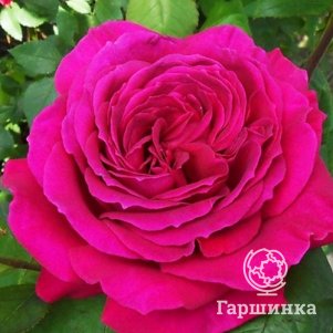 Роза Биг Пепл чайно-гибридная, Топалович