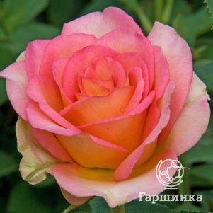 

Роза Мондиаль чайно-гибридная, Топалович
