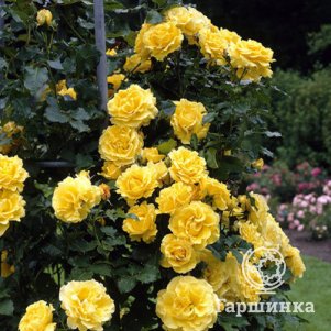 

Роза Оллголд флорибунда, Топалович