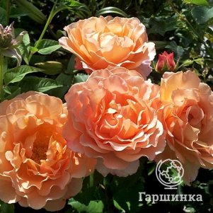 

Роза Зоненвельт, Кордес
