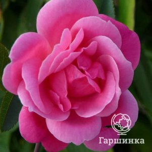 Роза Де Монтервиль канадская парковая