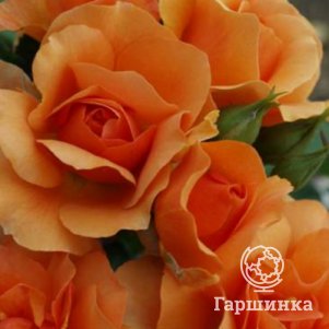 

Роза Элисон флорибунда, Imperial Rose