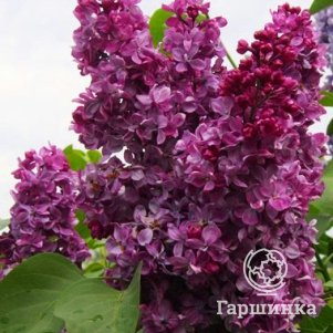 Сирень Принц Волконский