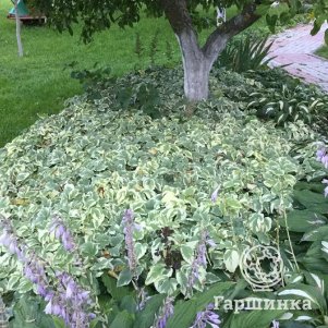 

Сныть обыкновенная Вариегата