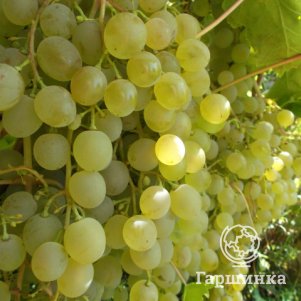 Виноград Краса Севера плодовый