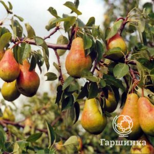 

Груша Видная