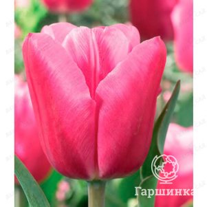 

Тюльпан Джамбо Пинк Дарвина 5шт.
