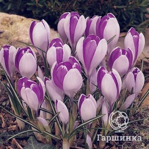 

Крокус Вангард 10 шт