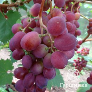 

Виноград плодовый Кеэн Виктория