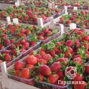 

Клубника Полка