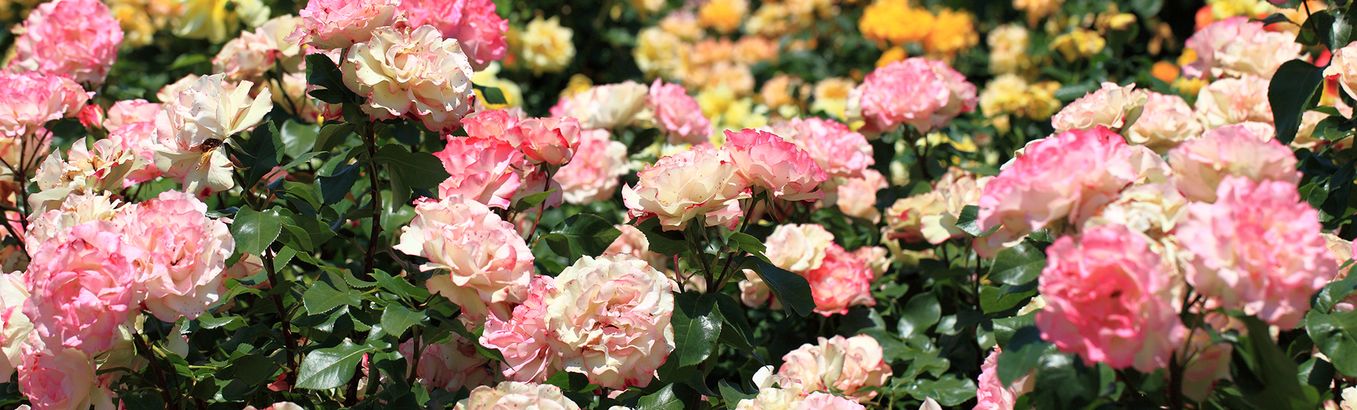 Французская роза: описание сортов «Сады Франции», «Французский шик» и других