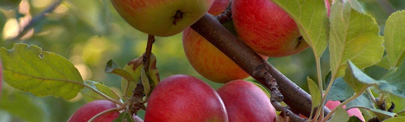 самоплодные сорта яблонь