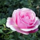Роза Пинк Симфони миниатюрная, Imperial Rose