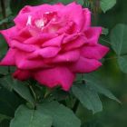 Роза Сайленс чайно-гибридная, Imperial Rose