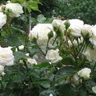 Роза Флорентине флорибунда, Imperial Rose