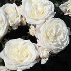Роза Флорентине флорибунда, Imperial Rose