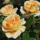 Роза Люмен чайно-гибридная, Imperial Rose