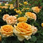 Роза Лион чайно-гибридная, Imperial Rose