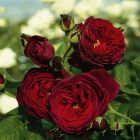 Роза Морелло кустарниковая, Imperial Rose