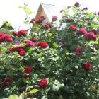 Роза Морелло кустарниковая, Imperial Rose