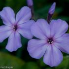 Флокс метельчатый Blue Evening