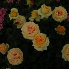 Роза Люмен чайно-гибридная, Imperial Rose