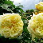 Роза Казино плетистая, Imperial Rose