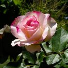 Роза Шарль Азнавур флорибунда, Imperial Rose