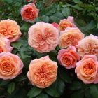 Роза Коин чайно-гибридная, Imperial Rose