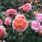 Роза Коин чайно-гибридная, Imperial Rose