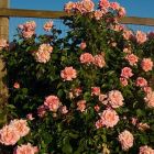 Роза Компассион плетистая, Imperial Rose