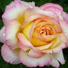 Роза Глория Дей чайно-гибридная, Imperial Rose