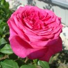 Роза Гёте Роуз чайно-гибридная