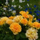 Роза Филгри флорибунда, Imperial Rose