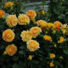 Роза Филгри флорибунда, Imperial Rose