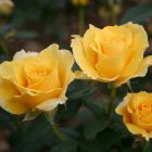 Роза Голдстар флорибунда, Imperial Rose