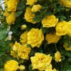 Роза Голдкрест плетистая, Imperial Rose