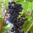 Виноград плодовый 'Голубок'