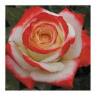 Роза Кайзер чайно-гибридная, Imperial Rose