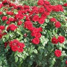 Роза Лаваглут флорибунда, Imperial Rose