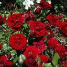 Роза Лаваглут флорибунда, Imperial Rose